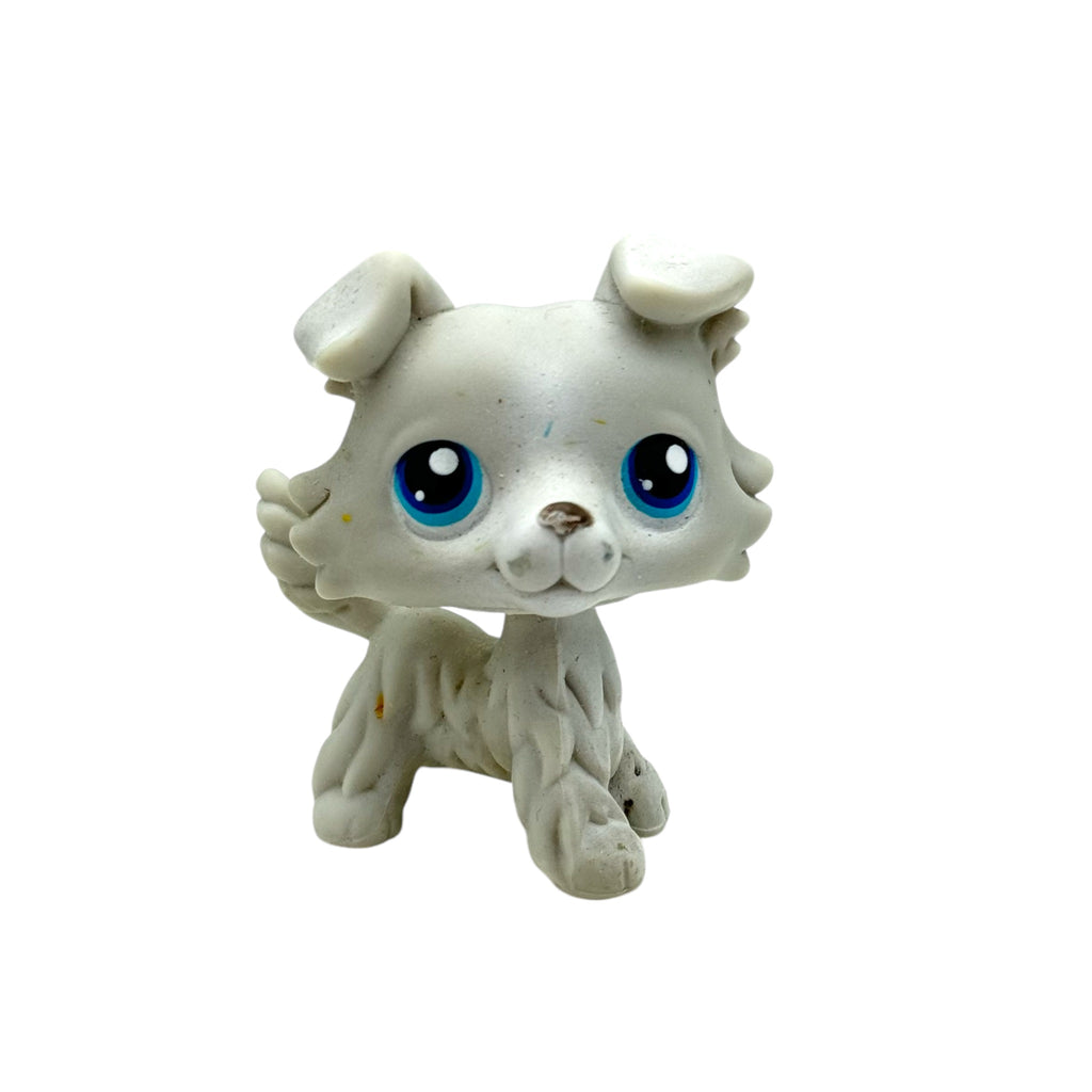 LPS collie #363