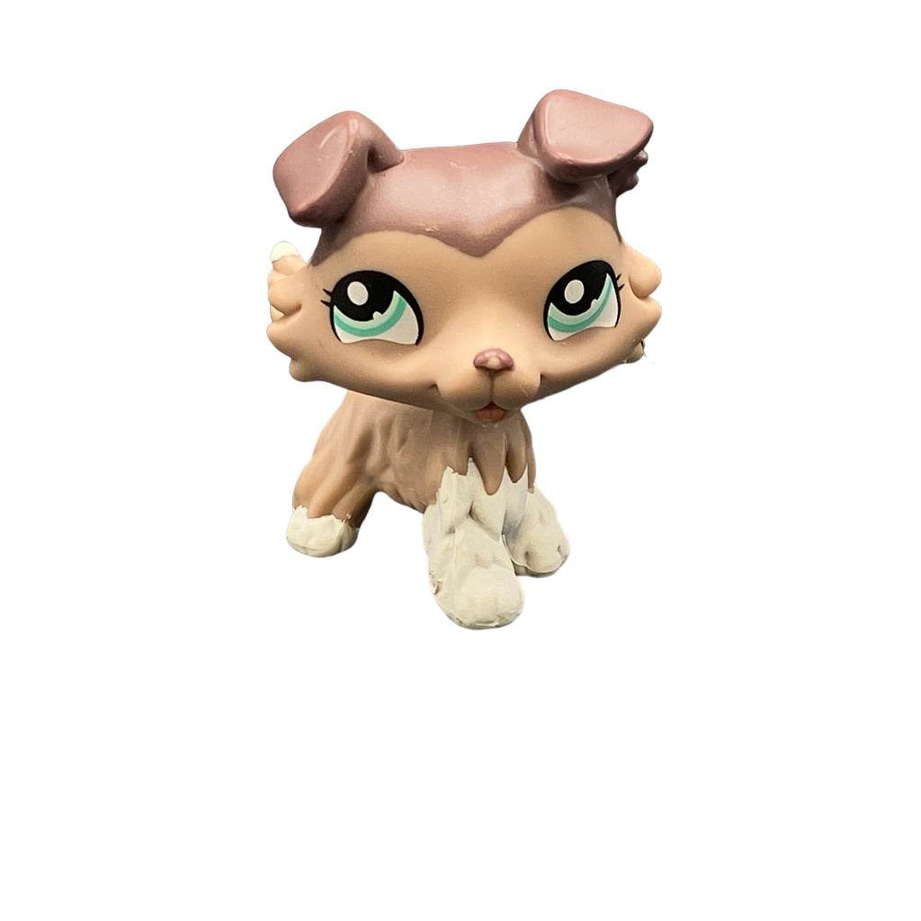 LPS collie #1330