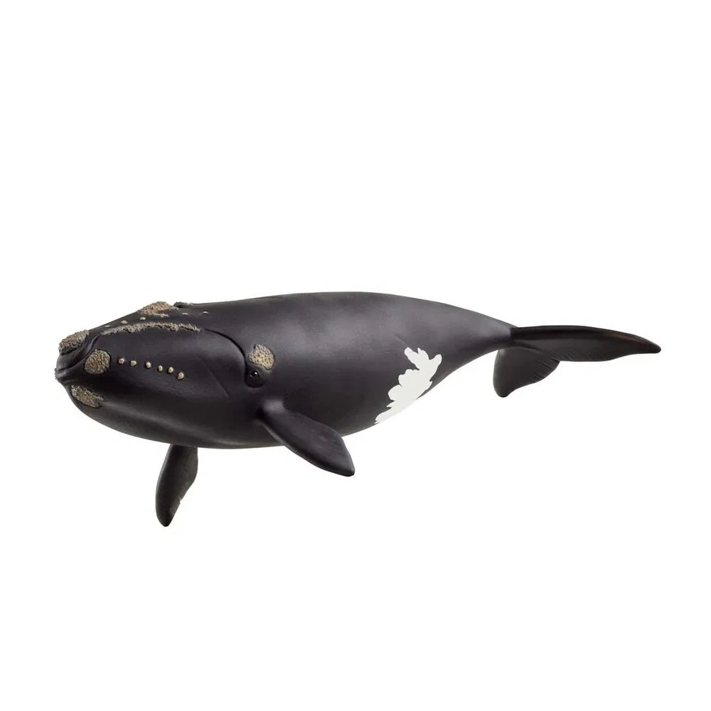 Schleich Wild Life 14878 North Atlantic Right Whale valas